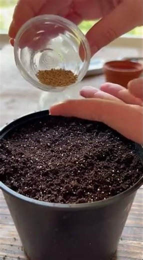 Tu veux beaucoup de myrtilles Essaie cette méthode facile chez toi