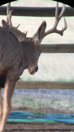 Mule bucks early morning birds’ feed raid 3/22/26 #cute #nature #wildlife