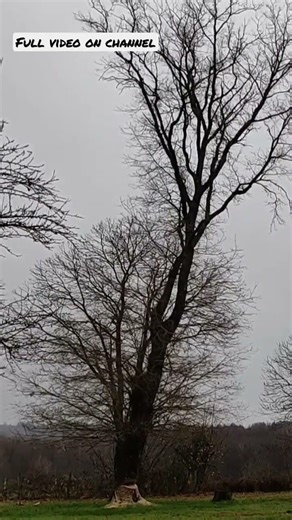Felling biggest tree yet, have you felled bigger #shorts #tree felling #firewood