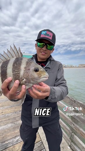 The EASIEST Way To Catch Tasty Fish!🍽️ This is one of my favorite ways to catch the delicious Sheepshead, using Fiddler Crabs!!🙌🎣 #Fishing #FiddlerCrabs #Sheepshead #CatchandCook #Saltwater #Pier