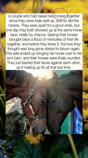A couple who had raised two horses together since they were foals split up, and so did the horses.