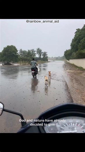 Rainbow Animal Aid, Diu (U.T.) on Instagram: "Saw that news yesterday on TV “Maharashtra Govt decided to relocate 1500 leopards/tigers to Vantara” in “cages”. How lower can we stoop? Why are we trying to behave that the world, the Earth and this Land only belongs to humans. G20 on which Indian Govt spent crores for decor and lighting, do you remember it’s moto? “One Earth, One Family” Do we need to go back to school to understand that Earth belongs to a million other species including humans. We