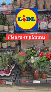 arrivage lidl fleurs et plantes #lidl | Les bons plans de Razika