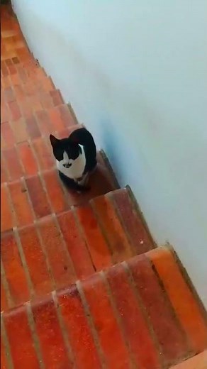 🕵️ Meowcyle Poirot — The Most Charming Feline Detective 🐱