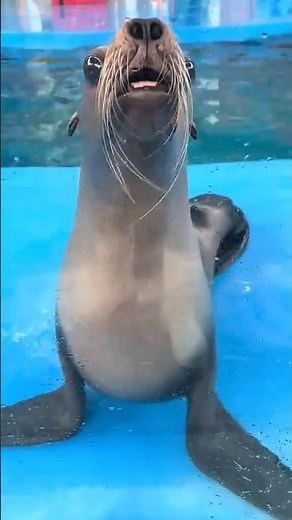 Real Seal Sound That Will Surprise You! 🤯 #seal