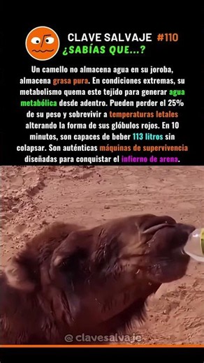 ¡El Tanque Biológico Del Desierto! 🥵 110% #supervivencia #animales #ciencia