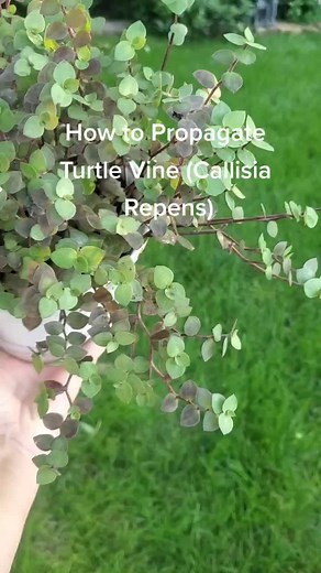 Plant Propagation Tutorial: Turtle Vine and Callisia Repens