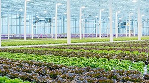 Zero Waste Greenhouses of the Future