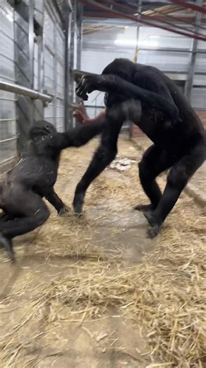 Understanding Gorilla Play Behavior