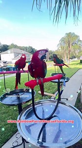 Rainbow Parrot Rescue Florida, Inc. #springtime fun! #March2025 is getting better by the minute! #visit our website today to find out how YOU can be a part of the change!! WEBSITE: 🌈🦜www.RainbowParrotRescueFlorida.org ••••••••••••• #foryoupage #foryourpage #macaws #floridaparrotrescue #parrotrescue #macawsoftiktok #parrots #parrotsoftiktok #myflock #rprf #rainbowparrotrescue #floridalife #tiktokpartner #parrotrescue #parrotsanctuary #foryoupage #parrotrescue #floridaparrotrescue #foryou #fypag