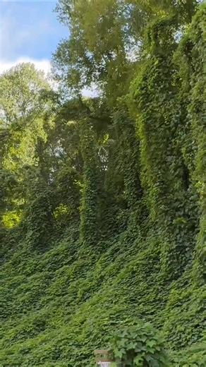 Have you ever seen hillsides in the Smokies blanketed in green? That’s kudzu—the infamous “vine that ate the South.” ⠀ ⠀ 🌿 Top 5 Wild Kudzu Facts about Kudzu! ⠀ ⠀ 1️⃣ “The Vine That Ate the South” – Kudzu can grow up to 1 foot per day and smother entire trees, houses, and powerlines! 🌱 ⠀ ⠀�2️⃣ An Unwanted Guest – Introduced to the U.S. in 1876, it was once promoted by the government to control soil erosion. ⠀ ⠀�3️⃣ Massive Takeover – Kudzu now covers 7 million acres across 30 states, with the 