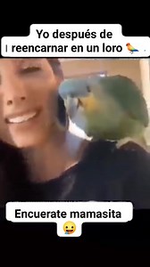 Encuerate😂🦜 #pageviralシ゚ #reelsvideoシ #viralpost2024シ #reelsviralシ #fypシ゚viralシ2024fyp #fypシ゚viralシfypシ゚viralシalシ #fypシ゚viralシ #viralreelsシ #reelsfbシ #viralvideoシ #memes #gracioso #parati #funny #graciosoooo #mascotas | ReelMundo