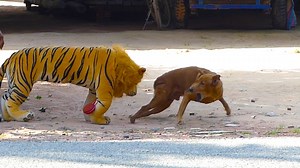 299K views · 10K reactions | Best and The Best Prank Sleepy Funny Dog Run Fast when see Fake Tiger - DON'T TRY LAUGH NOW | Prank Funny | Facebook