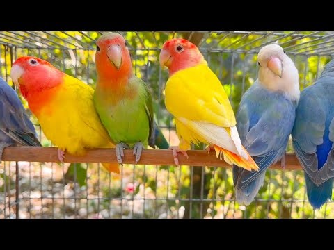 Lovebird Singing & Chirping Sounds - Green Fischer Pair