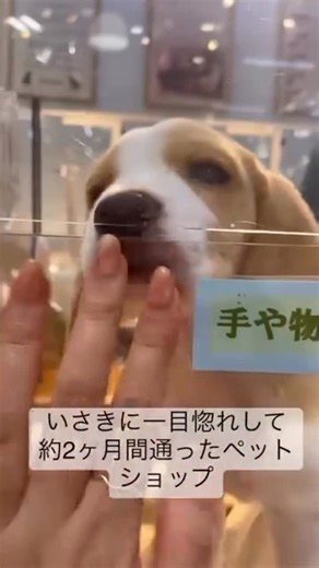 いさまめfamily on Instagram: "そろそろいさきが4歳になります。 この動画で多くの方がフォローをしていさきを知ってくださいました。 今はなんと2人のお兄ちゃんです🐶👶 なんとまたニュースで取り上げて頂くこととなりました。 多くの人にいさの可愛さを知って頂けて嬉しいです。 #beagle#beaglepuppy#beaglelove#beaglegram#beaglemania#beagledailyphoto#dog#dogstagram#baby#犬と子ども#赤ちゃん#ビーグル#犬と赤ちゃん#多頭飼い#多頭飼いビーグル #多頭飼いの幸せ #多頭飼い犬 #愛犬とおでかけ#愛犬と旅行 #犬のいる暮らし #いぬすたぐらむ #いさまめ日記 #いさまめfamily"