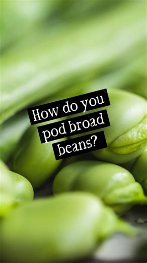 We are big fans of broad beans, they’re protein rich and wonderfully versatile in the kitchen: when very young and fresh, they’re good raw in salads with shavings of parmesan. And once cooked, they can be whizzed with olive oil and garlic into a dip, tossed into pasta dishes and risottos, or served as a simple side. While we wait for the British season to begin, this crop is from Spain and our growers had been experiencing a drought – but when the rain comes, it rains a lot! Dry weather, followe