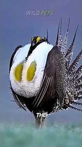 Top 4 Most IMPRESSIVE Wild Roosters in the World! 🐓😱
