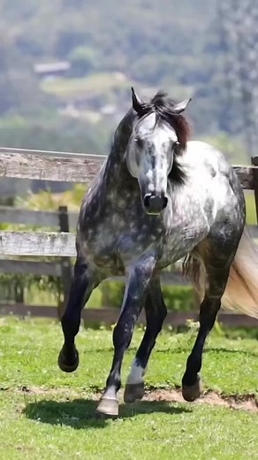 Fondos de pantalla en movimiento de caballos