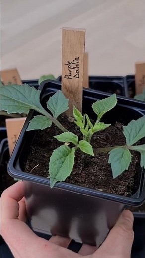 How to Take Dahlia Cuttings–Easy, High Yielding Method |Quickest Way to Pre-Sprout Dahlia Tubers