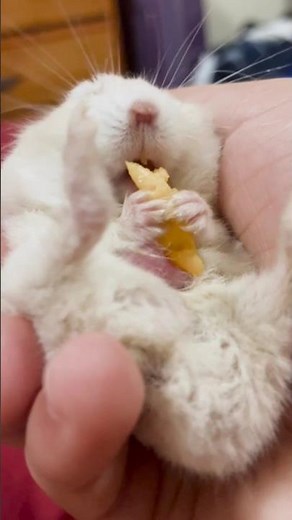 FAST way to find your lost hamster