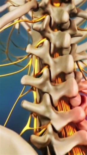 What are the Symptoms of Lower Back Muscle Strain