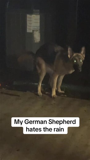 My German Shepherd's Raincoat Adventure