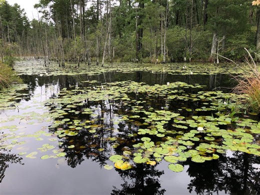 New restaurant celebrating Pine Barrens heritage opens in N.J. town