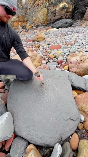 Splitting a large gray rock with a metal chisel and hammer to extract fossils from inside
