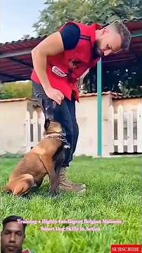 Training a Highly Intelligent Belgian Malinois | Smart Dog Skills in Action #malinois #dogtraining