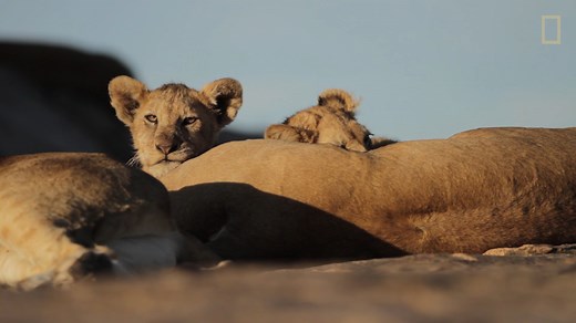 Can Trophy Hunting Can Help African Conservation?