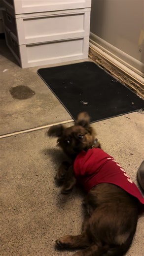 Try take off shirt doggy