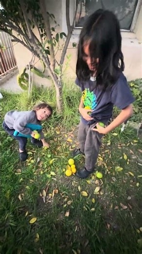 Lime harvesting! #fyp #love #shorts #viral #food