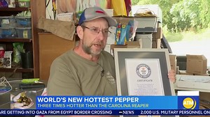 WORLD'S NEW HOTTEST PEPPER: ABC’s Danny New TV explains how ‘Pepper X’, a pepper said to be more than 500 times hotter than a jalapeño, came to be! | World News Now