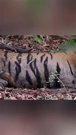 That Backfired Fast! Tiger Attacks Giant… Instantly Regrets It 😳🐅