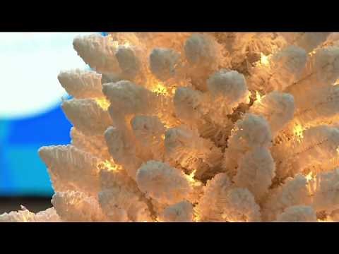 Bethlehem Lights Flocked Christmas Tree with Instant Power on QVC