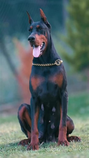 Video di mistero infinito (@mistero.infinito) con 原聲 - Jon