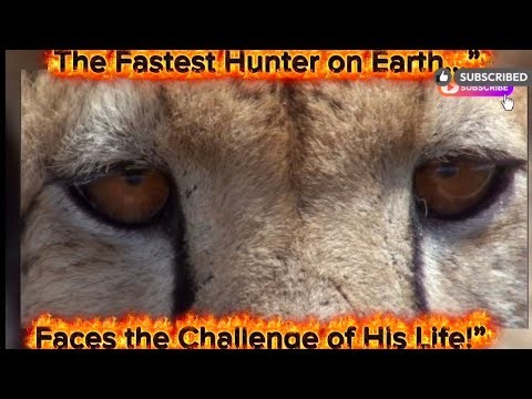 Cheetah Family Hunts an Ostrich |Real Wild Animal Chase|Nature’s Fastest Predator #Wildlife #Cheetah