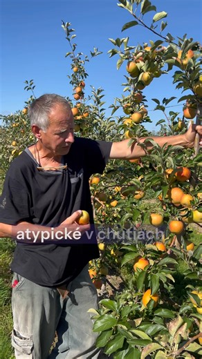 679 reactions · 64 shares |  COXOVÁ RENETA KOŽOVKA - SAMOZBER...