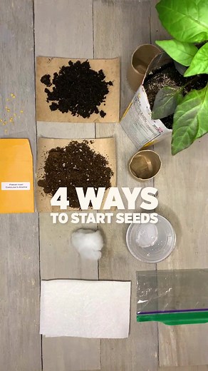 Optimizing Seed Germination: Expert Tips for Successful Gardening