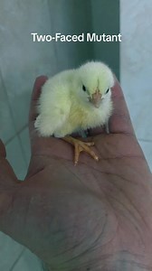 Rare Two-Faced Mutation: Born with a Stripe Without Down