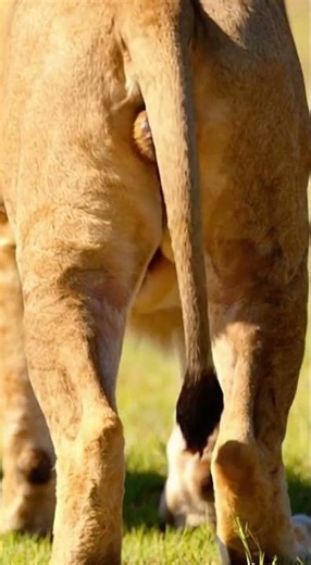 Lion Dad Took Mom’s Job!🦁 #wildlife #lion