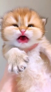 The sound of a baby kitten💕😻 #cat #cute #meowing #meow | Protective cat school