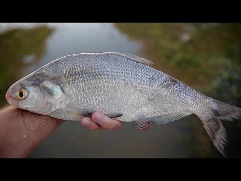 Feeding Bass the Biggest Shad Ever!