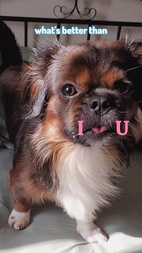 Adorable Pug and Shih Tzu Mix: The Perfect Pet Companion