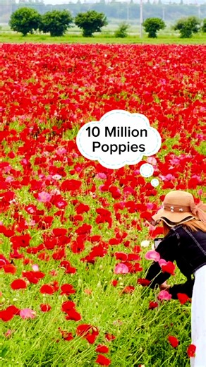 Kasaoka Bay Farm A giant field of poppies or sunflowers is pretty fun to visit.#travel #japan #park #flower #festival