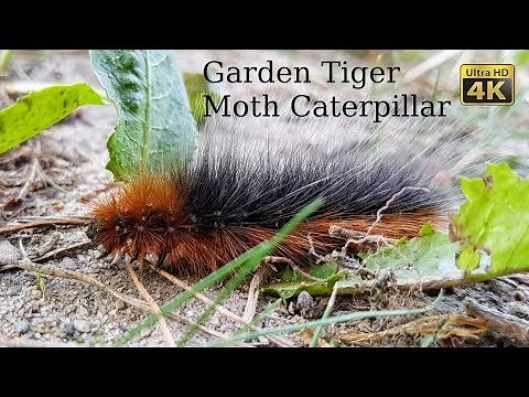 Garden Tiger Moth Caterpillar / Arctia caja (4K Ultra HD)
