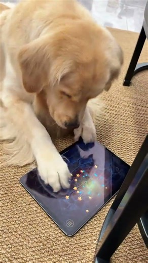 Cute and Spicy: Watch This Golden Retriever Play Games with Passion! dog Golden