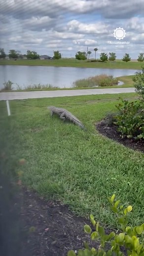 Alligator Chases Golf Cart Riders in Ave Maria, Florida