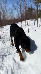 Following Tracks