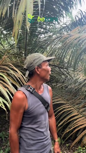 #betani cerdas# cek unsur hara tanah sebelum melakukan lemupukan